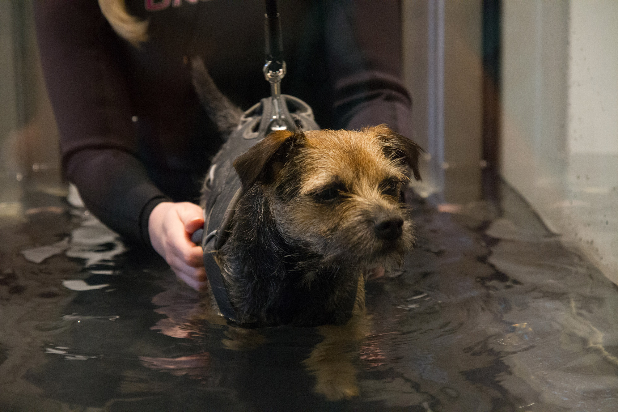 Hydrotherapy - Underwater Treadmill